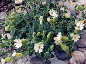 Silene uniflora ssp thorei